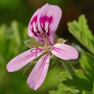 he-geranium-rosat